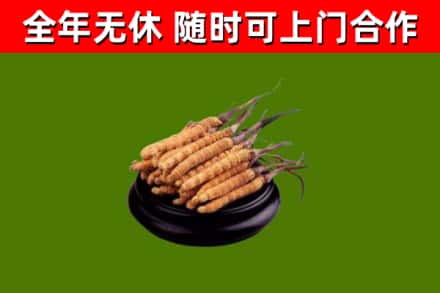 五指山市烟酒回收冬虫夏草.jpg