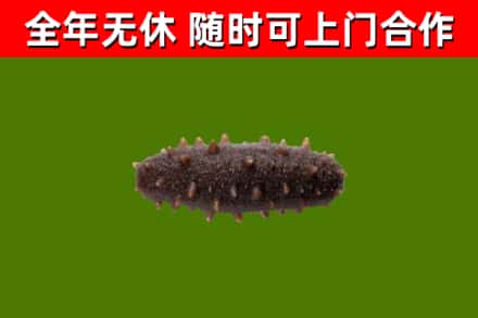 五指山市烟酒回收干海参.jpg